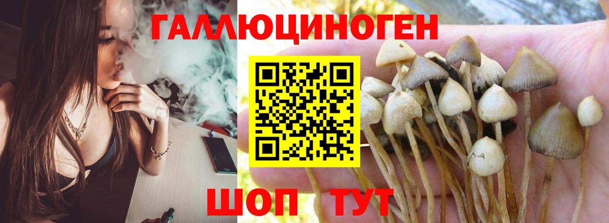 Псилоцибиновые грибы Psilocybe  Вход с VPN  Сланцы 